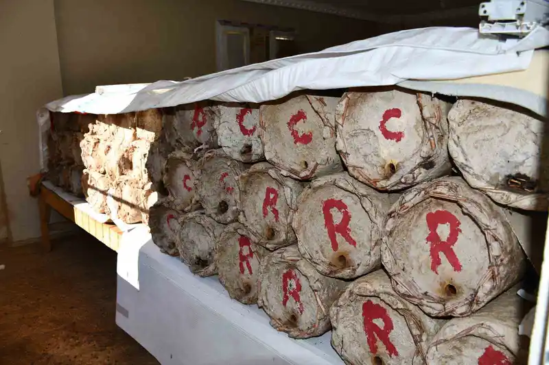 Misafir odasını bal arılarına ayırdı