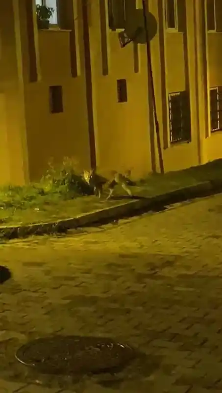 Tilkinin panik anları kameraya takıldı