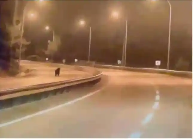 Bilecik’te ayı ana yola indi