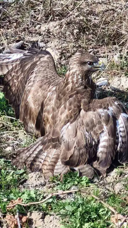 Yaralı şahin tedaviye alındı