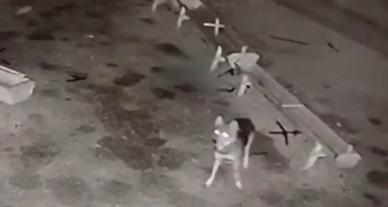 Ağıla giren kurt, 2 koyunu telef etti