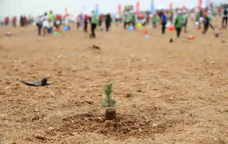 ATÜ yeşil kampüs olma yolunda ilerliyor: Dikilen fidan sayısı 22 bin 500’ü buldu