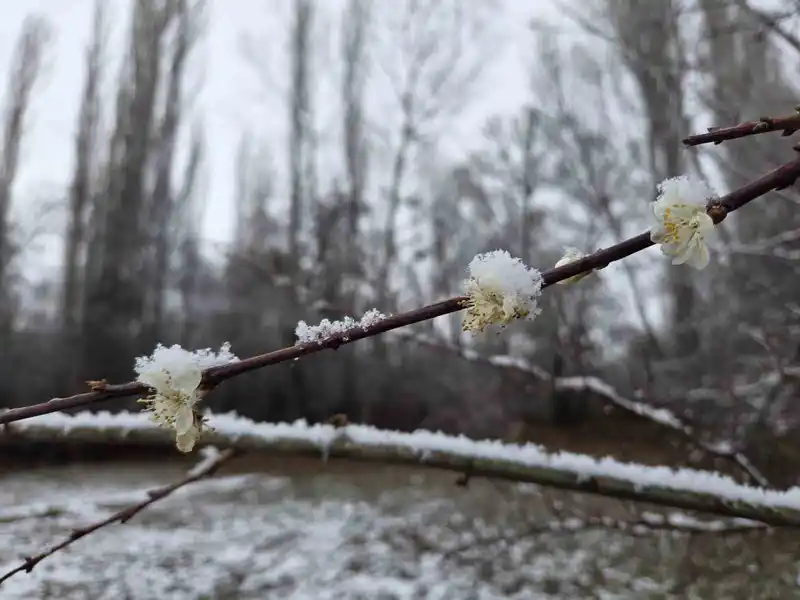 15 gün önce çiçek açan erik ağaçları kar altında kaldı