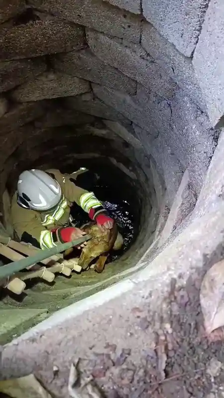 Kuyuya düşen köpeği itfaiye kurtardı