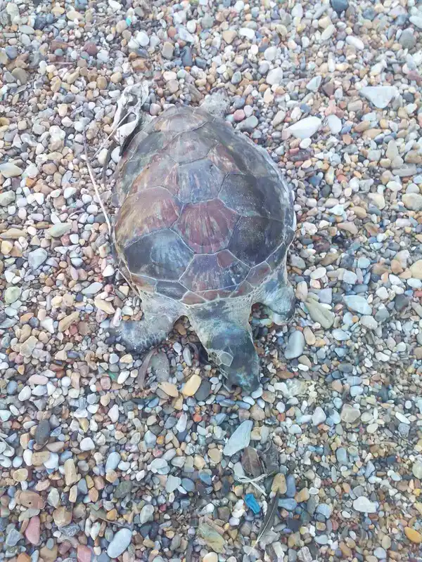Bodrum’da yavru caretta caretta kıyıya vurdu