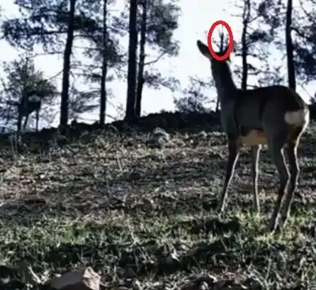 Tekirdağ’da tek boynuzlu karaca görüldü