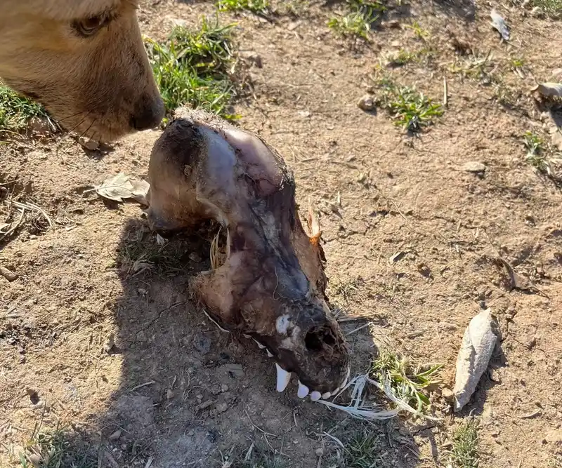 Hayvan sevgisini istismar etti, köpekler açıktan birbirini yedi