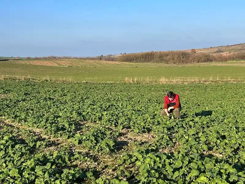 Kırklareli’nde kanola gelişimi inceleniyor