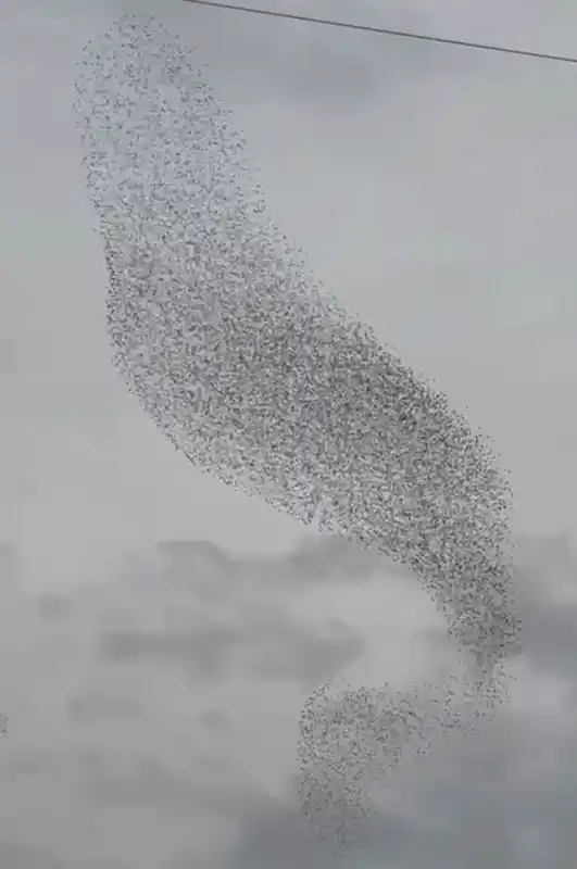 Karapınar’da sığırcık kuşları görsel şölen oluşturdu
