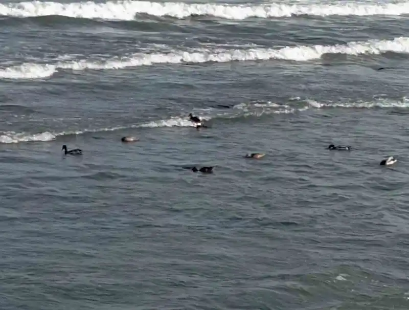 Ordu’da yaban ördekleri şöleni: 11 kuşluk sürü görüntülendi
