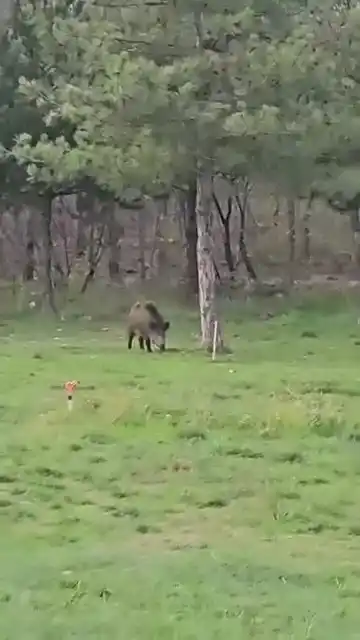 Yaban domuzu da üniversiteli oldu
