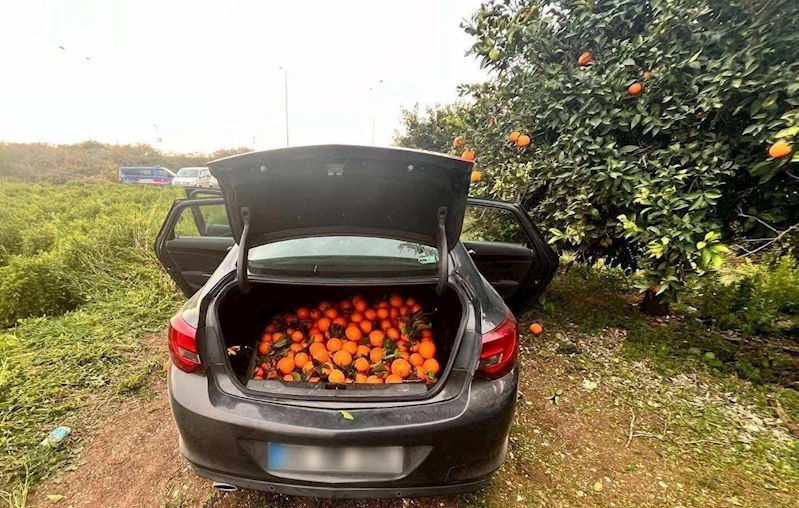 Otomobiliyle portakal çalan şüpheli tutuklandı
