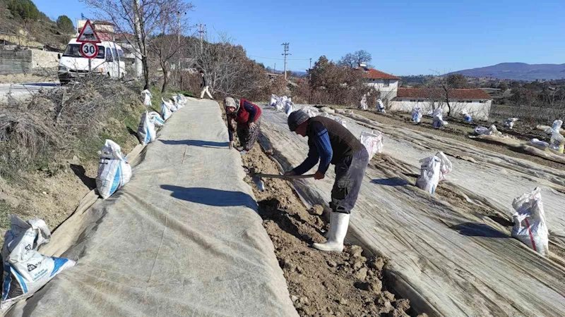 Selendi’de üreticilerin tütün telaşı başladı
