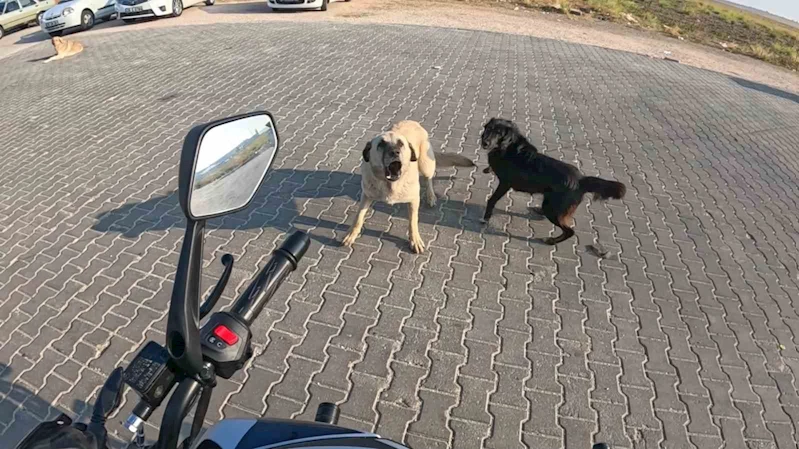 Seyir halindeki motosiklete 3 başıboş köpeğin saldırı anı kask kamerasına yansıdı
