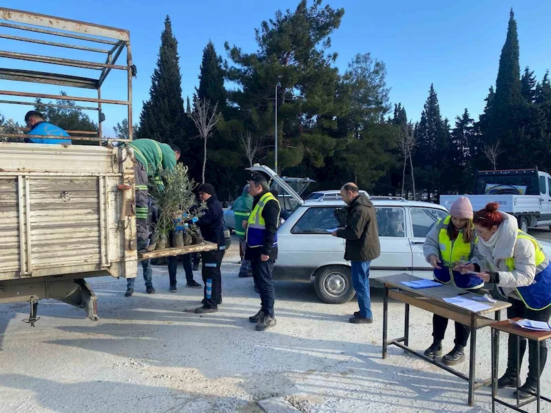 Denizli Büyükşehirden Buldanlı üreticilere zeytin fidanı desteği
