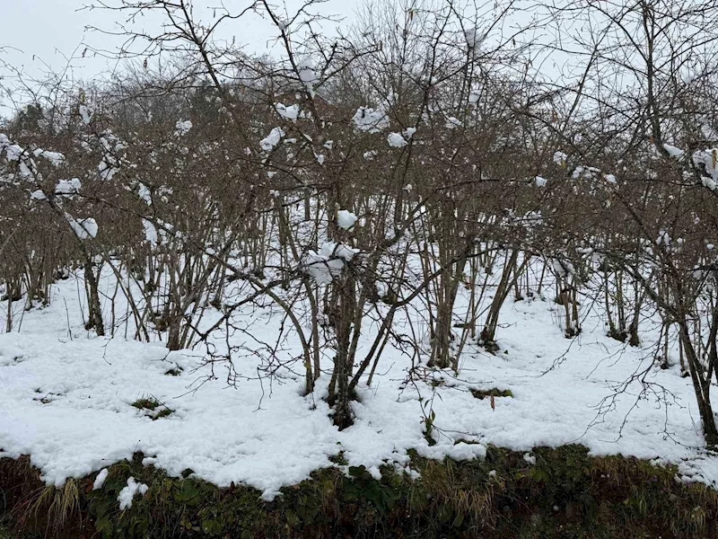 Giresun Ziraat Odası Başkanı Nurittin Karan, zirai don riskine karşı uyardı
