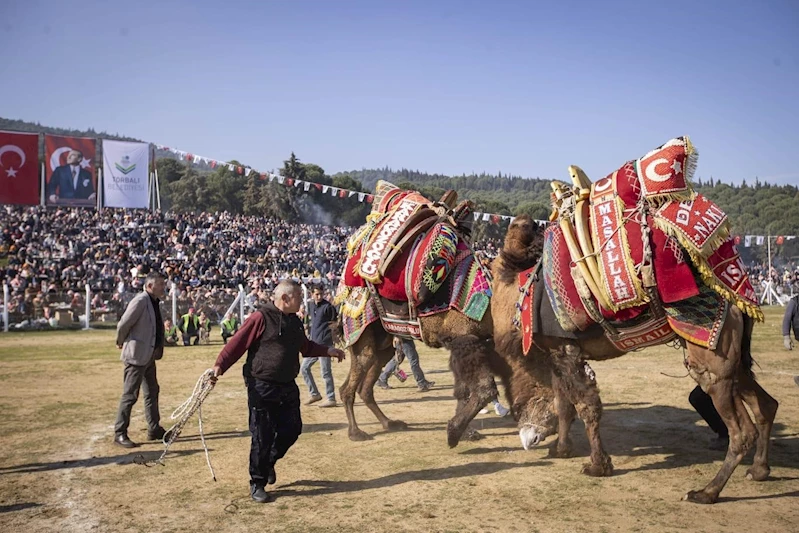 İzmir’de 16. Torbalı Deve Güreşleri Festivali düzenlendi
