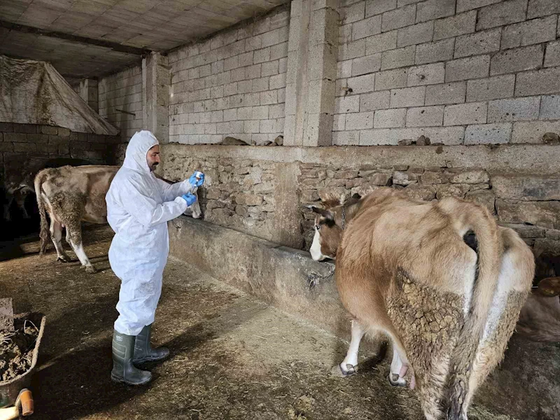 Çanakdüzü köyünde şap alarmı, bölge karantinaya alındı
