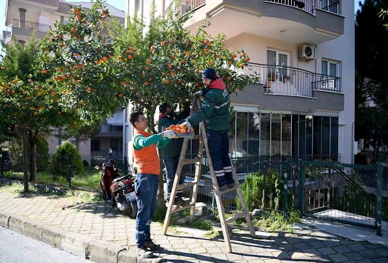 Kuşadası’nda turunç meyvesinin en tatlı yolculuğu başladı
