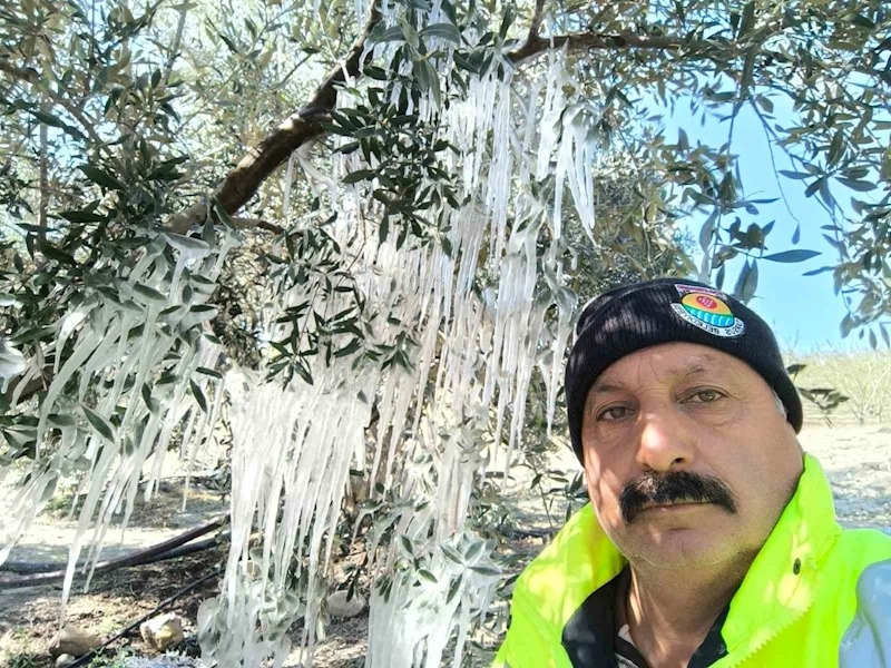 Çiftçi ağaçlardaki buz sarkıtlarını görünce şaştı kaldı
