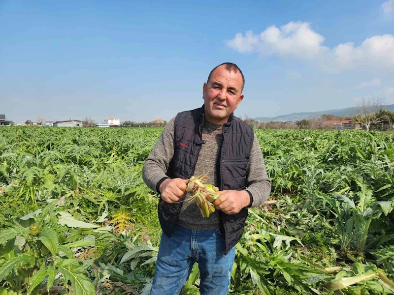 Urla’da enginar bahçelerini don vurdu
