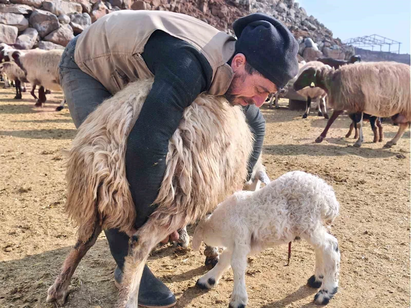 Şap tedirginliği yaşayan üreticiler 24 saat kuzu nöbeti tutuyor
