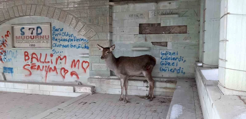 Doğaya bırakılan karaca tekrar geri döndü
