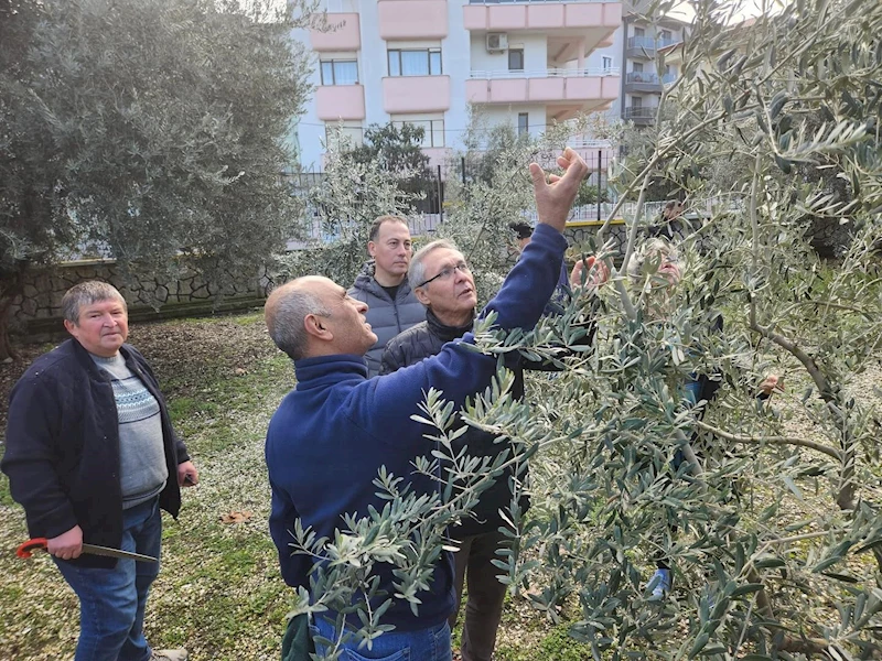 Zeytin budamayı uygulamalı öğrendiler
