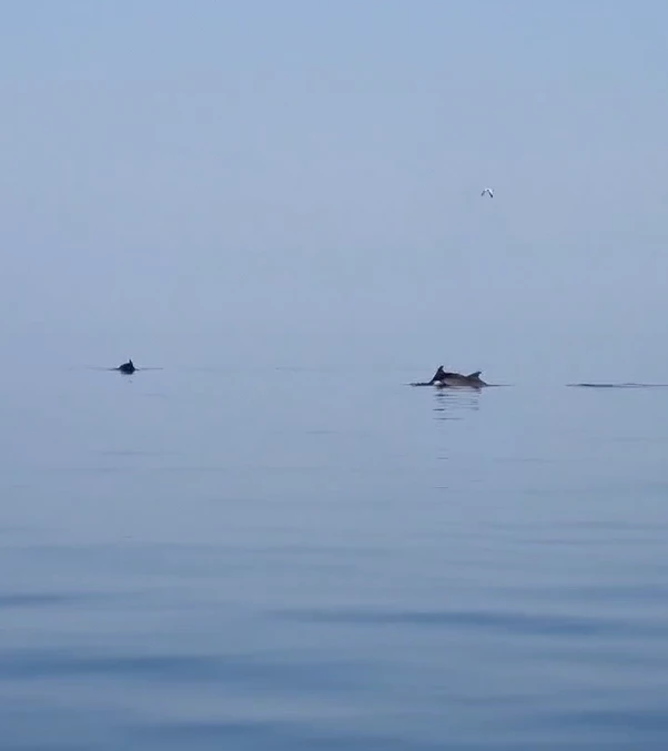 Yalova Esenköy açıklarındaki yunuslar görsel şölen sundu
