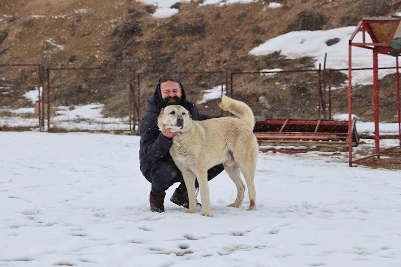 Anadolu aslanları soğukta tedavi, sıcakta ise depresif oluyor
