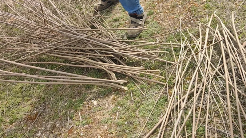 Hayıt dalları sepete dönüşüyor
