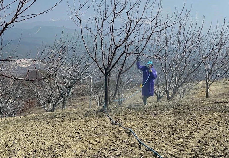 Kütahya’da kiraz, vişne ağaçları ilaçlanmaya başladı
