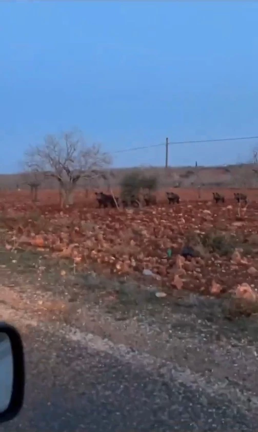 Fıstık tarlasında domuz sürüsü görüntülendi
