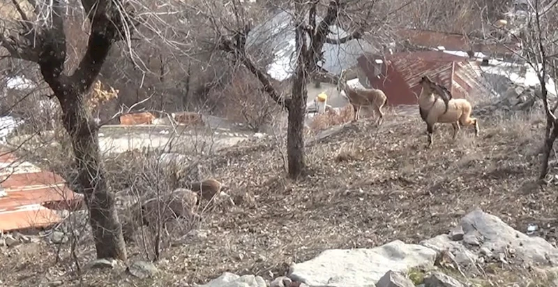 Tunceli’de, koruma altındaki yaban keçileri yerleşim yerlerine kadar indi
