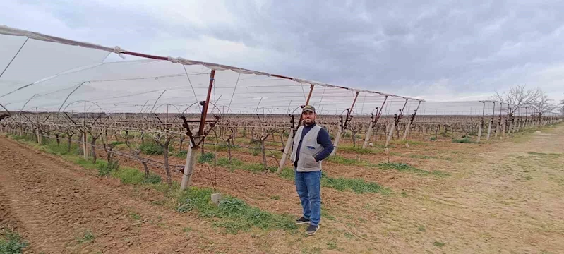 Manisalı çiftçiler don ve dolu riskine karşı tedbir almaya başladı
