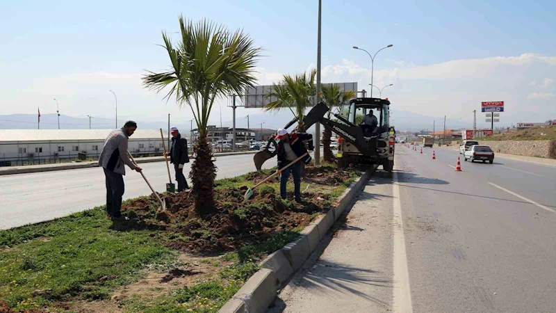 Kahramanmaraş’ta refüjler ağaçlarla süsleniyor
