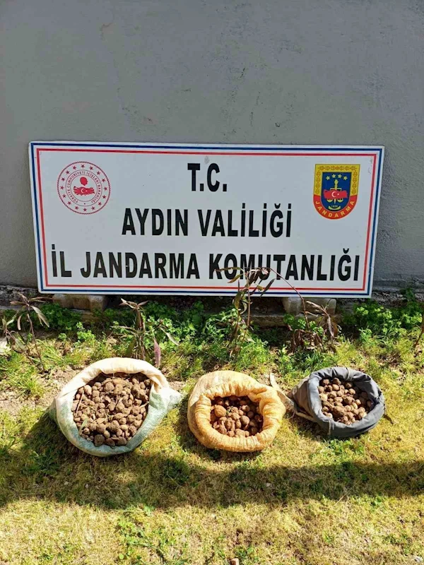 Didim’de 10 kilo salep toplarken yakalandılar
