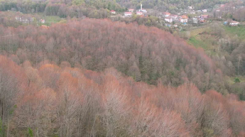 Zonguldak ormanları ilkbaharı renkleriyle karşılıyor
