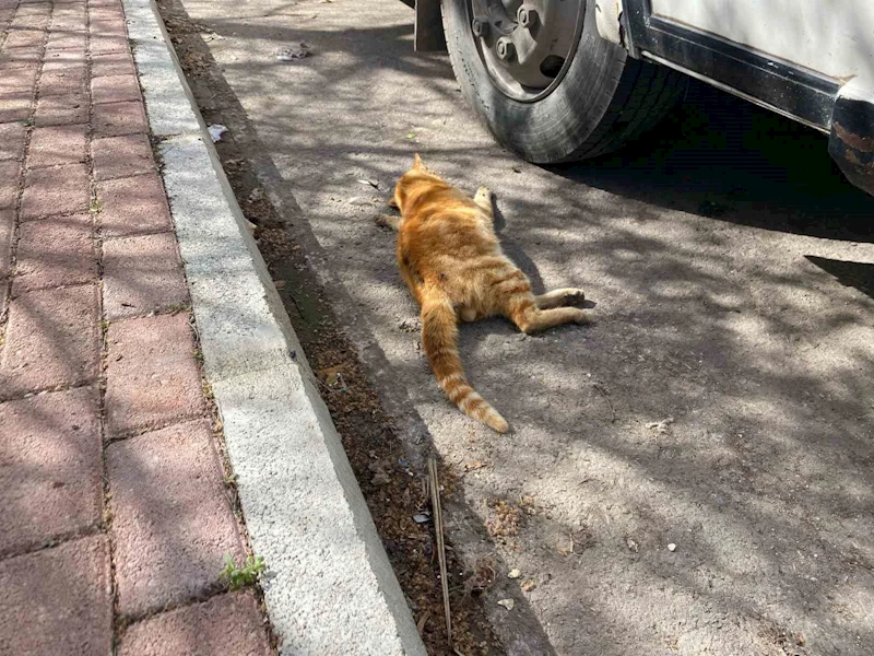 Serik’te çok sayıda ölü kedi bulundu
