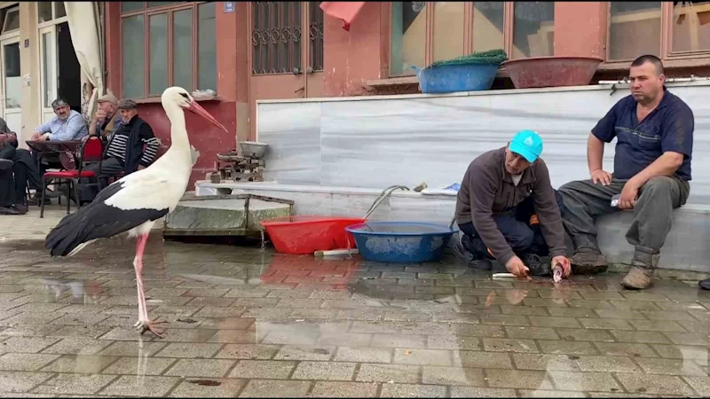 Yaren, diğer leylekleri de alıştırdı
