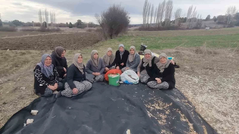 Domaniç’te ata tohumu sarımsak için harekete geçildi
