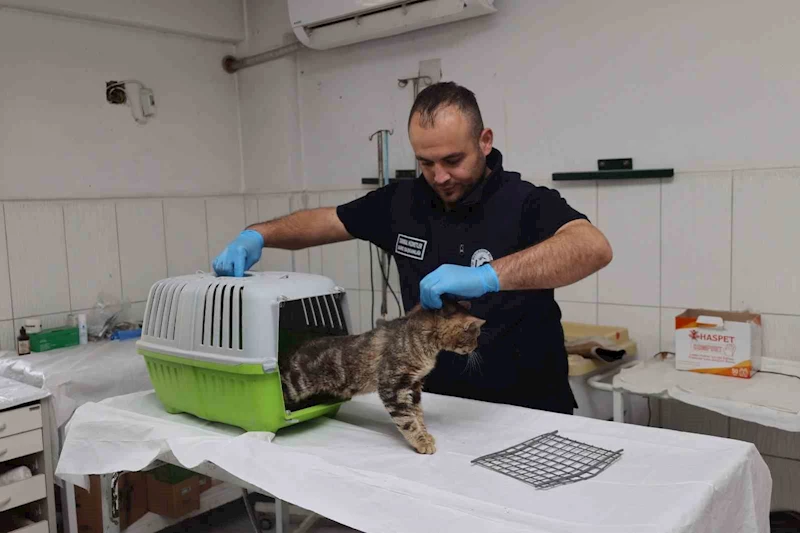 Sosyal medyadan paylaşılan hasta kedi tedavi altına alındı
