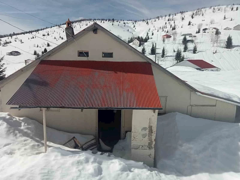 Sis Dağı Yaylası’nda çığ faciası sonrası bu kez de ayı faciası yaşanıyor
