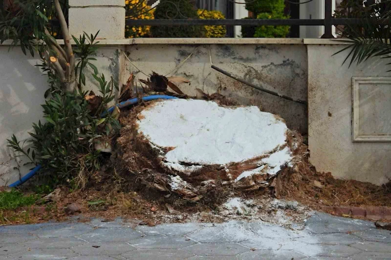 Erdek’te ağaç katliamı: Palmiyeleri kurtarmak yerine kökünden kestiler
