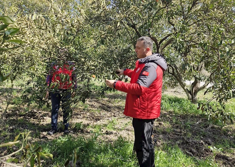 Köyceğiz, Ortaca ve Dalaman’da zirai don zararı tespit çalışmaları devam ediyor
