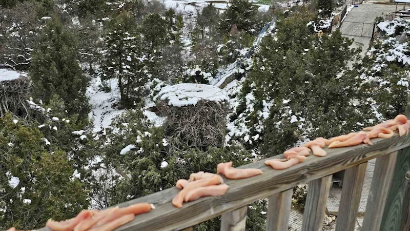 Konya’da leyleklerin yuvalarına besin takviyesi
