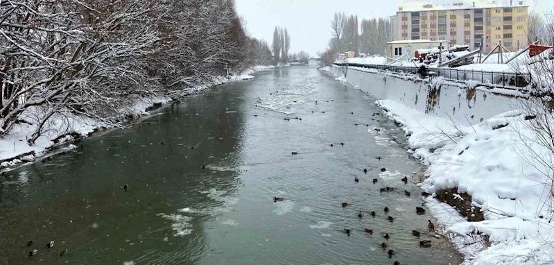 Sibirya’dan göç eden yeşilbaşlı ördekler Bayburt’u sevdi
