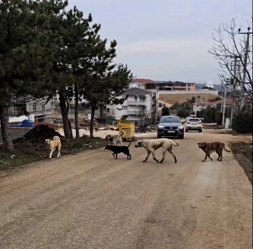 Bilecik’te gece sokaklarda insandan çok köpekler geziyor
