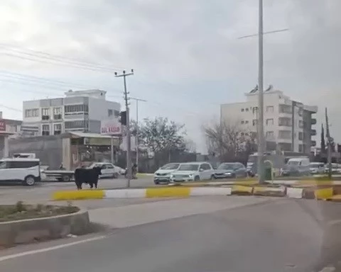 Kaçan inek trafiği bir birine kattı
