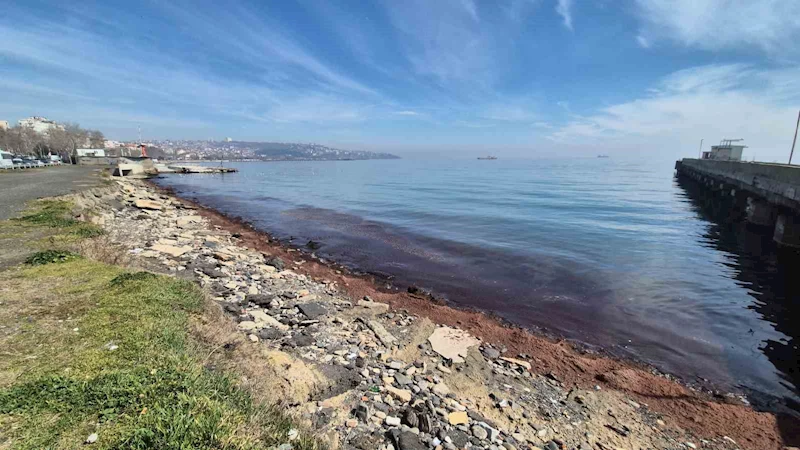 Tekirdağ’da kıyılar kızıl yosunlarla kaplandı
